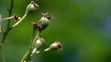 Vahşi Servis Ağacı meyve seti, genç, olgunlaşmamış (Sorbus torminalis)