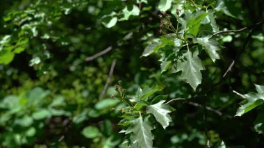 Vahşi Servis Ağacı meyve seti, genç, olgunlaşmamış (Sorbus torminalis)