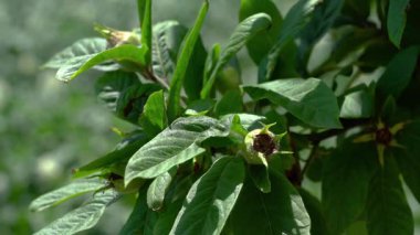Medlar toy meyveler, genç (Mespilus germanica)