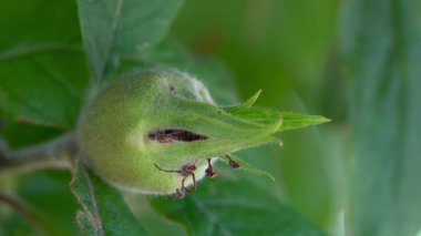 Medlar toy meyveler, genç (Mespilus germanica)