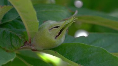 Medlar toy meyveler, genç (Mespilus germanica)