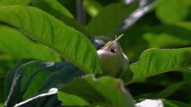 Medlar toy meyveler, genç (Mespilus germanica)