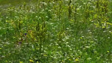 Doğal ortamda sahte Helleborine, çiçek açma (Veratrum albümü)