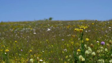 Bosnalı Lily doğal ortamda, hafif esinti (Lilium bosniacum)