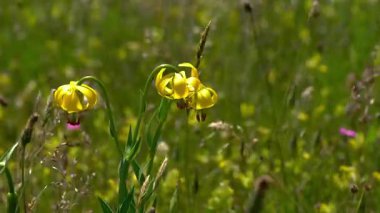 Bosnalı Lily doğal ortamda, hafif esinti (Lilium bosniacum)