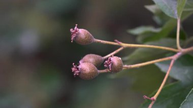 Vahşi hizmet ağacı, meyveler, olgunlaşma (Sorbus torminalis)
