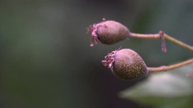 Vahşi hizmet ağacı, meyveler, olgunlaşma (Sorbus torminalis)