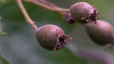 Vahşi hizmet ağacı, meyveler, olgunlaşma (Sorbus torminalis)