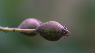 Vahşi hizmet ağacı, meyveler, olgunlaşma (Sorbus torminalis)