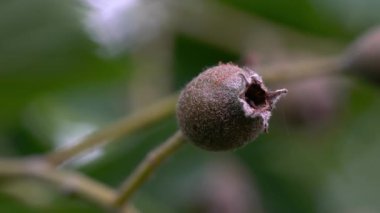 Vahşi hizmet ağacı, meyveler, olgunlaşma (Sorbus torminalis)