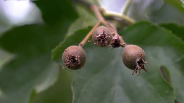 Vahşi hizmet ağacı, meyveler, olgunlaşma (Sorbus torminalis)