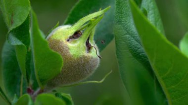 Meyveler olgunlaşır (Mespilus germanica)