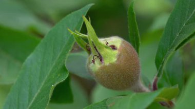 Meyveler olgunlaşır (Mespilus germanica)
