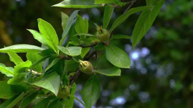 Meyveler olgunlaşır (Mespilus germanica)