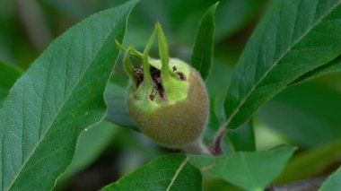 Meyveler olgunlaşır (Mespilus germanica)