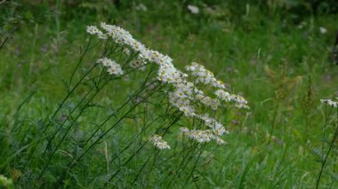 Oxeye Daisy dağ ortamında (Bellis perennis)