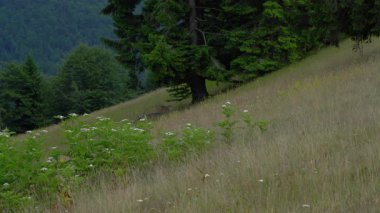 Avrupa Cüce Yaşlısı dağ ortamında, çiçek açıyor (Sambucus ebulus)