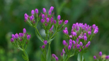 Avrupa Doğal Ortam, Çiçek Açma (Centaurium eritraea)