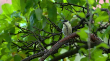 Great Tit watches from a tree branch (Parus major)