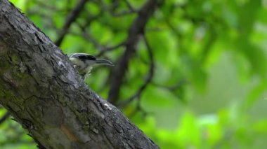 Great Tit eats food on tree (Parus major)