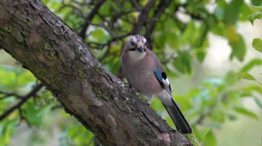Avrasyalı Jay ağaçta yemek yer (Garrulus glandarius)