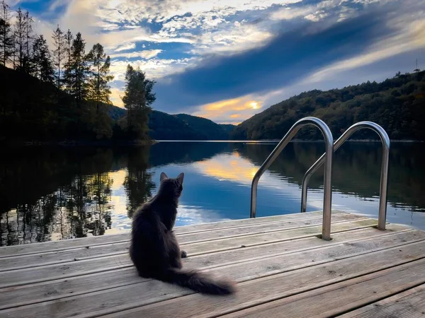 Cat sitting on a wooden pontoon near the lake and forest reflecting in the water on a cloudy summer day
