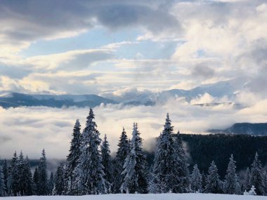 Snowy forest of coniferous trees in the mountains surrounded by white clouds and fog