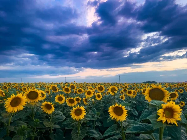 Dark storm clouds over field of sunflowers blooming in summer