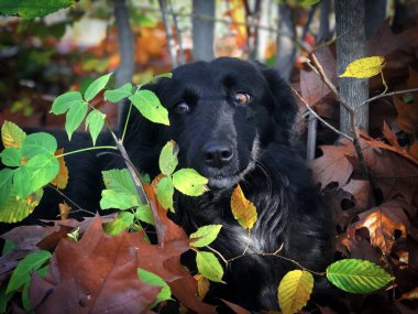 Portrait of cute black dog with brown eyes hiding behind colorful autumn leaves