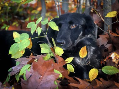 Portrait of cute black dog with brown eyes hiding behind colorful autumn leaves