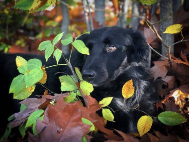 Portrait of cute black dog with brown eyes hiding behind colorful autumn leaves