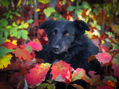 Portrait of cute black dog with brown eyes hiding behind colorful autumn leaves