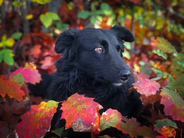 Portrait of cute black dog with brown eyes hiding behind colorful autumn leaves