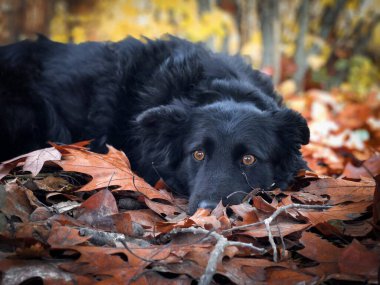 Portrait of black dog with brown eyes lying down on brown autumn leaves fallen on the ground
