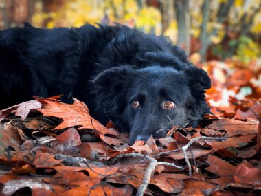 Portrait of black dog with brown eyes lying down on brown autumn leaves fallen on the ground