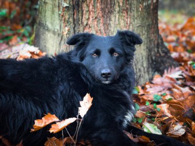 Portrait of black dog with brown eyes lying down on brown autumn leaves fallen on the ground