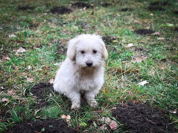 Dirty maltese dog sitting on the grass