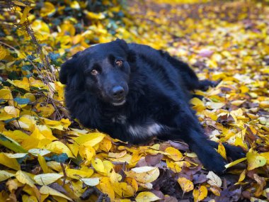 Portrait of black dog lying down in yellow autumn leaves fallen on the ground