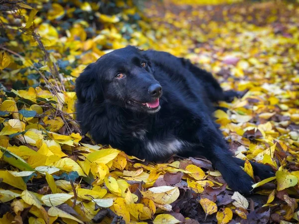 Portrait of black dog lying down in yellow autumn leaves fallen on the ground