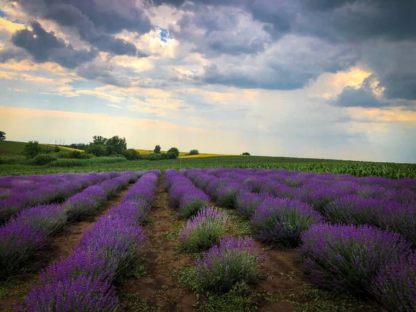 Sunset and clouds over field of lavender flowers blooming in summer