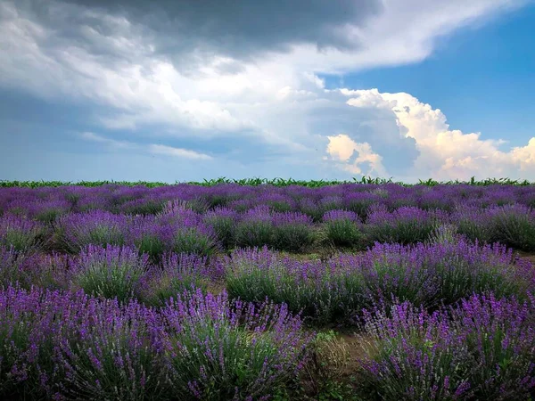 Sunset and clouds over field of lavender flowers blooming in summer