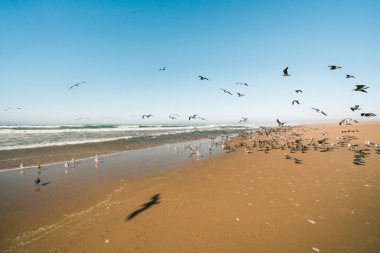 Kaliforniya sahil şeridinde, kumsalda bir sürü deniz kuşu. Vahşi doğa alanı, temiz mavi gökyüzü arkaplanı