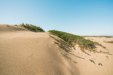 Kumsaldaki kum tepeleri. Kaliforniya manzarası, parlak güneşli bir gün, açık mavi gökyüzü arkaplanı, kopyalama alanı