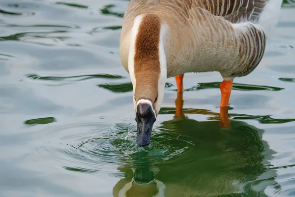 African Swan Goose Anser Cygnoides Close Portrait — Stockfoto