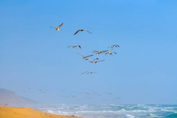 California Paisaje Marino Silueta Las Aves Voladoras Agains Fondo Cielo — Foto de Stock
