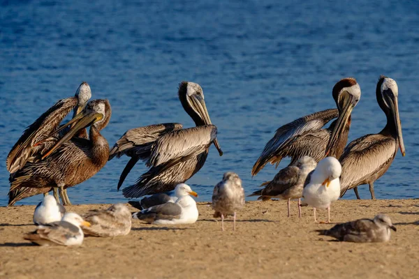 Schwarm Brauner Pelikane Und Möwen Strand Der Nähe Des Flusses — Stockfoto