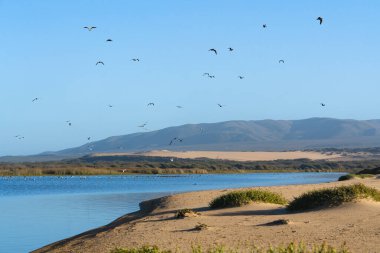 Güzel manzara. Mavi nehir, yeşil tepeler, kumsaldaki kum tepeleri ve arka planda açık mavi gökyüzü olan uçan kuşların silueti.