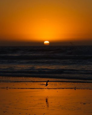 Denizin üzerinde altın gün batımı. Güneş ufukta batıyor, kumsaldaki kuş silueti, ve arka planda parlak sarı gökyüzü, dikey bayrak