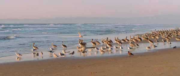Gran Colonia Aves Playa Atardecer Pelícanos Marrones Gaviotas Océano Azul — Foto de Stock