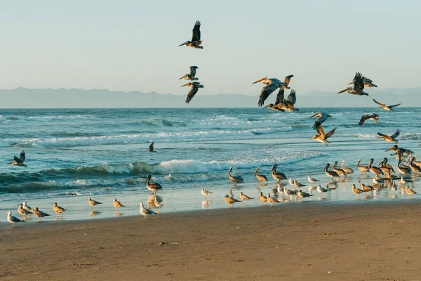 Group of sea birds on the beach, flying pelicans and seagulls. Beautiful blue sea, and clear blue sky on background